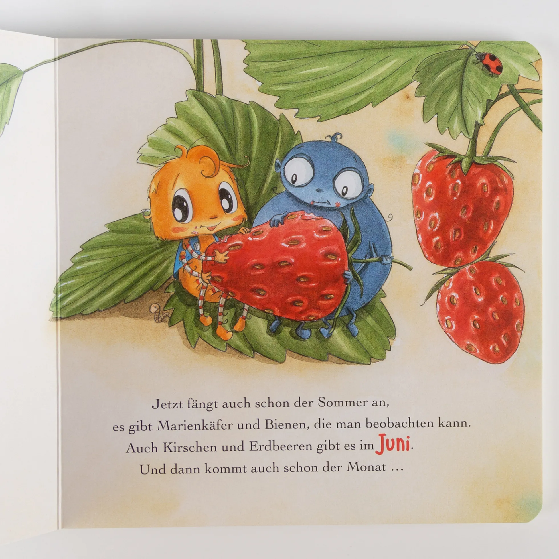 Kinderbuch Mit der kleinen Spinne Widerlich durch das Jahr - Pappbilderbuch